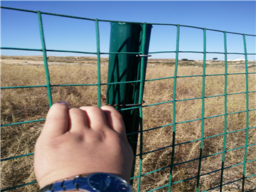 臺灣涂塑荷蘭網圍欄